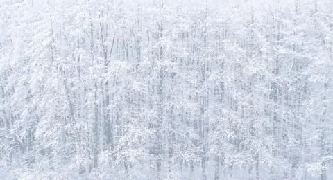 Forest in winter Stock Photos
