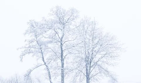 Forest in winter Stock-Fotos