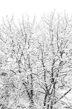 Forest in winter Stock Photos