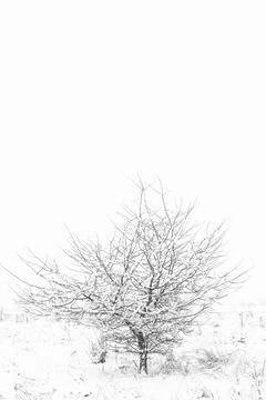 Forest in winter Stock Photos