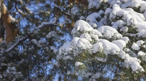 Forest in Winter Stock Photos