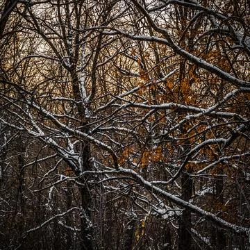 Forest in the winter Stock Photos