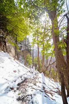Forest in winter Stock Photos