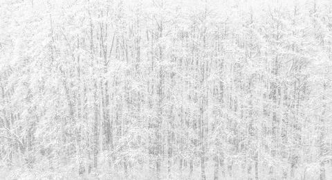 Forest in winter Stock Photos