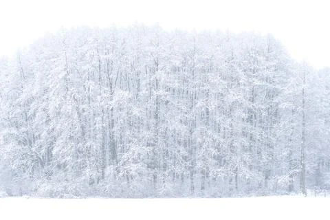 Forest in winter Stock Photos