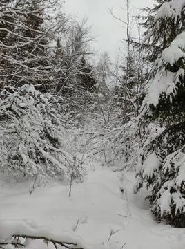 Forest in winter Stock Photos