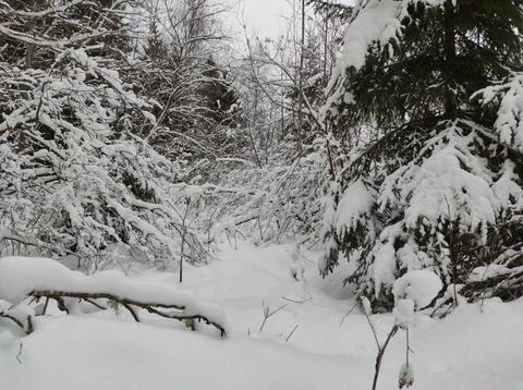 Forest in winter Stock Photos