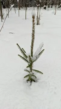 Forest in winter Stock Photos