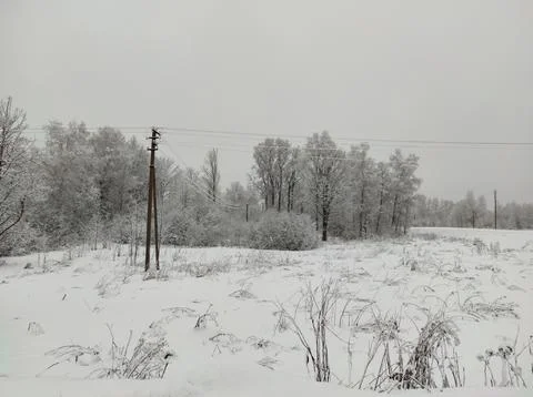 Forest in winter Stock Photos