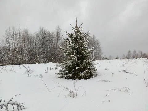 Forest in winter Stock Photos
