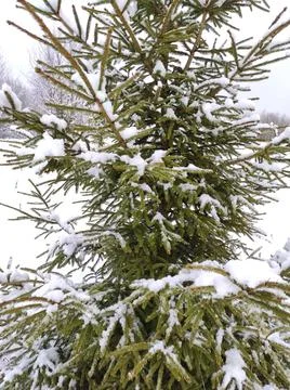 Forest in winter Stock Photos