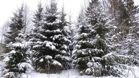 Forest in winter Stock Photos