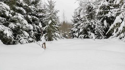 Forest in winter Stock Photos