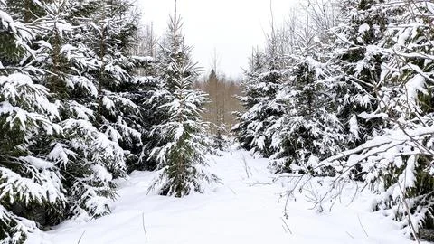 Forest in winter Stock Photos