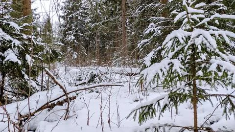 Forest in winter Stock Photos