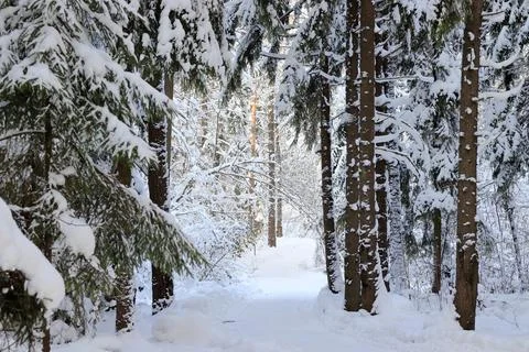 The forest in winter Stock Photos