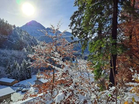 Forest in winter  Fotos de archivo