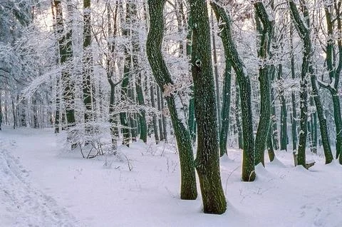 Forest in winter Stock Photos