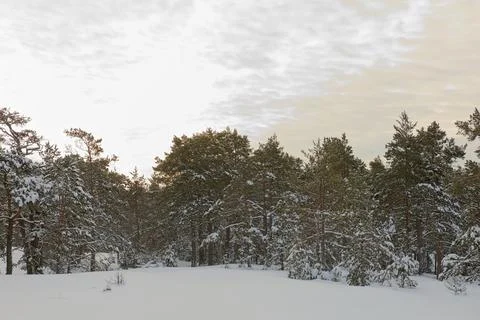 Forest in winter. Stock Photos