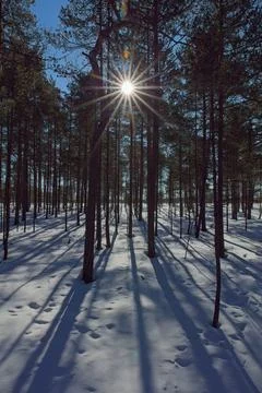 Forest in winter. Stock Photos