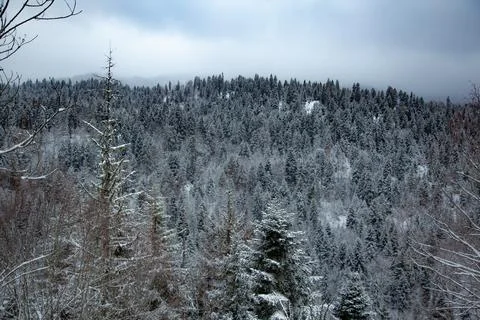 Forest in winter Stock Photos