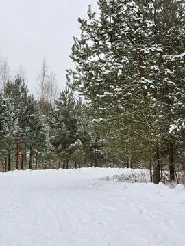 Forest in winter Stock Photos