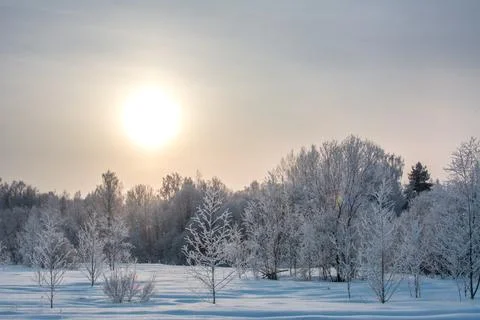 The forest in winter in the rays of the sun. Forest clearing Fotos de archivo