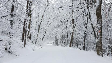 Forest winter scene panorama Stock Photos