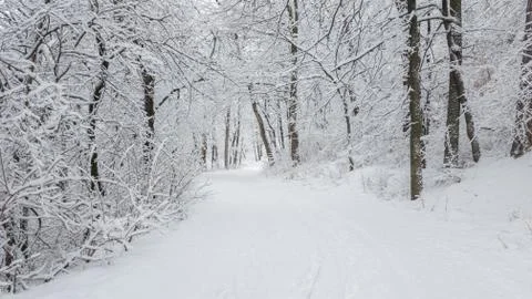 Forest winter scene panorama Stock Photos