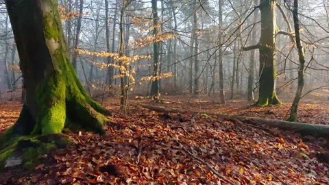 Forest winter scenery where the sun shines through the fog on a small beech tree Stock Footage 219465274