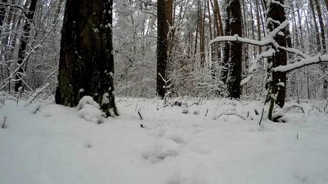 Forest in the winter season. Stockbeeldmateriaal 86484571