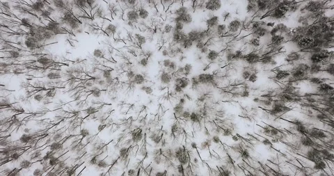 Forest in winter seen from above Stock Footage 151550774