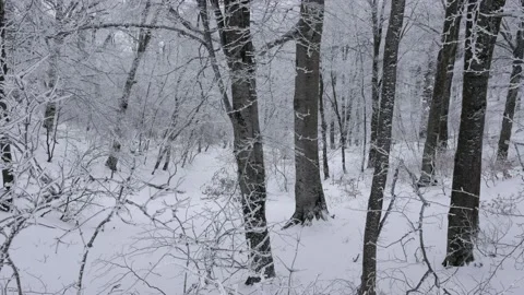 Forest in winter with snow / calm and satisfying video Видео 169528094