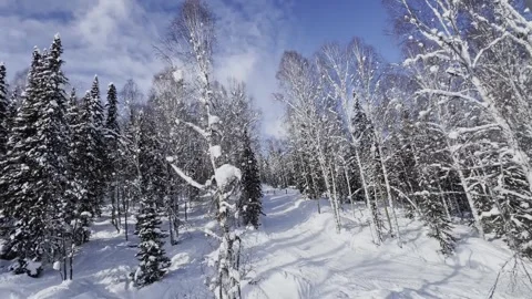 Forest in winter, snow-covered trees. Video stock 321423183