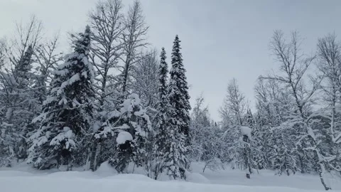 Forest in winter, snow-covered trees. Видео 321423409