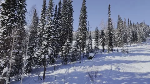 Forest in winter, snow-covered trees. Видео 321423471