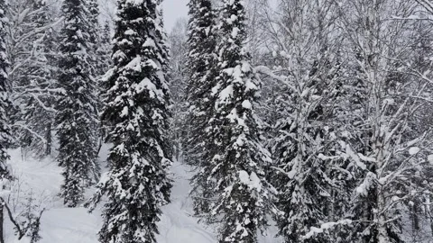 Forest in winter, snow-covered trees. Видео 321427058