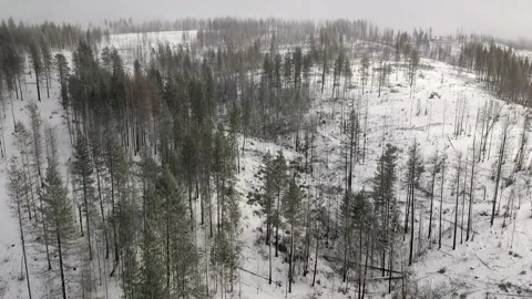 Forest in the Winter Snow Stock Footage