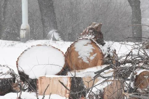 Forest in winter with snow Stock Photos