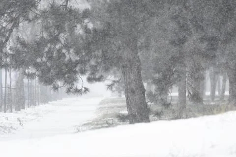 Forest in winter with snow Stock Photos