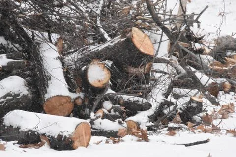 Forest in winter with snow Stock Photos