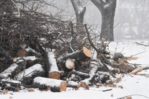 Forest in winter with snow Stock Photos