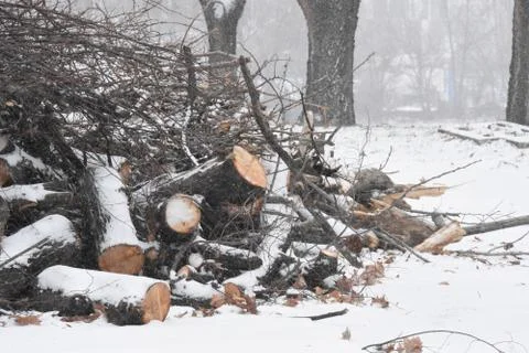 Forest in winter with snow Stock Photos