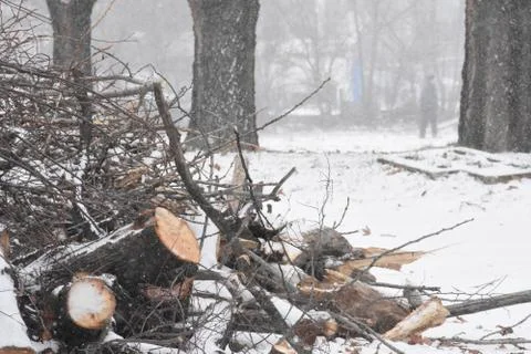 Forest in winter with snow Stock Photos