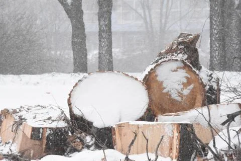 Forest in winter with snow Stock Photos