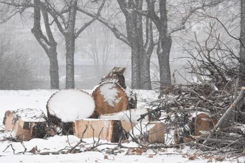 Forest in winter with snow Stock Photos