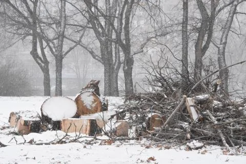 Forest in winter with snow Stock Photos