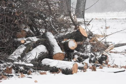 Forest in winter with snow Stock Photos