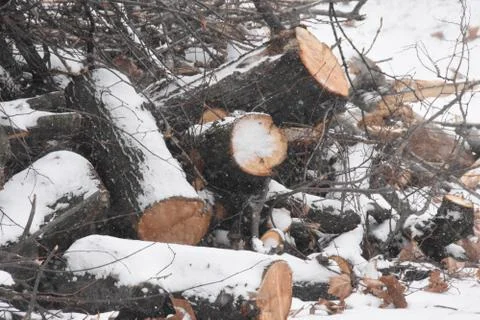 Forest in winter with snow Stock Photos