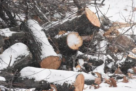 Forest in winter with snow Stock Photos